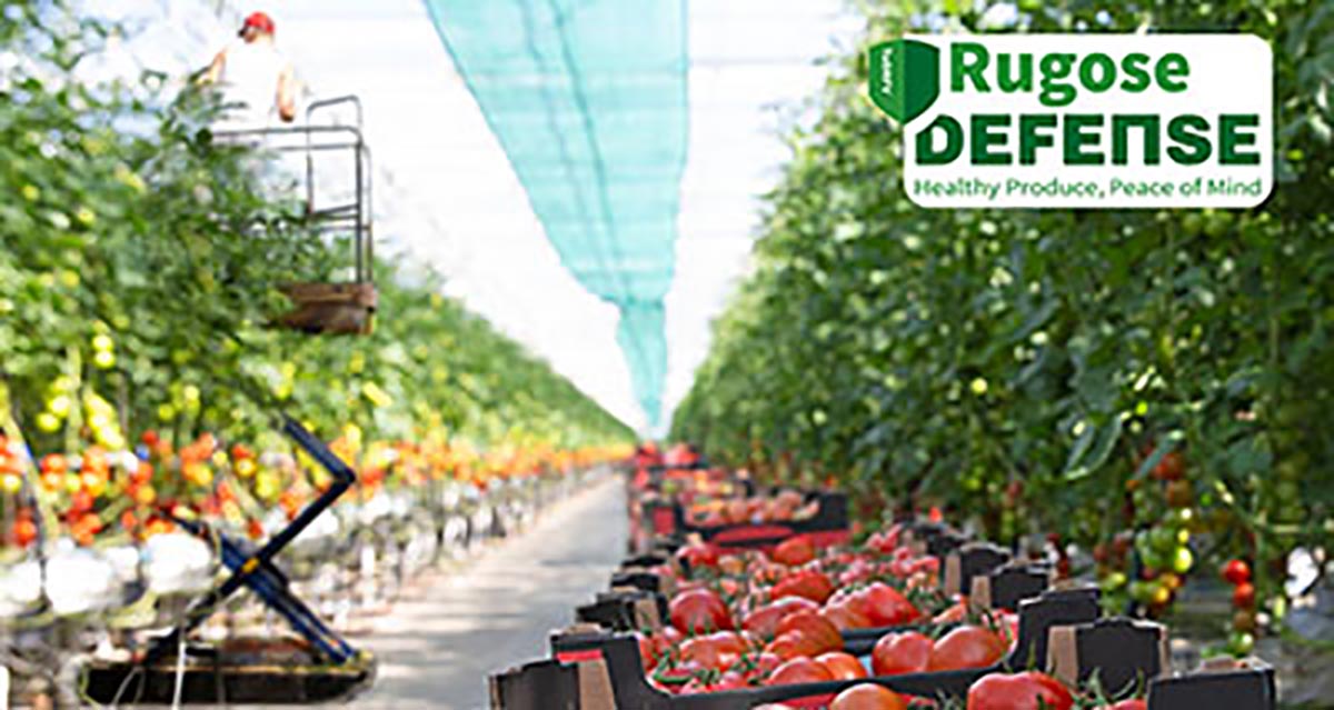 Rijk Zwaan presenta nuove varietà di pomodoro con alta resistenza al ToBRFV